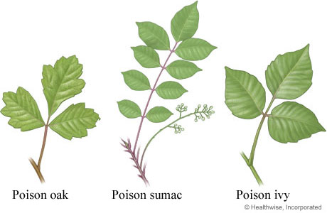 Poison Plants