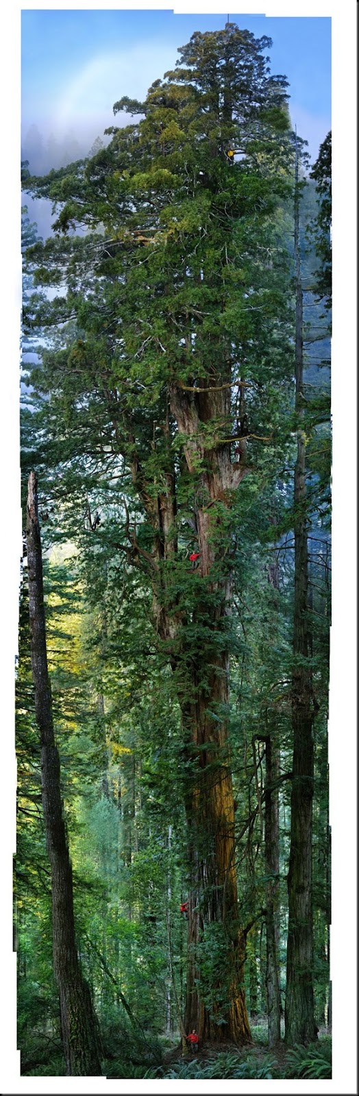 giant_redwood