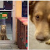 A stray dog visits the sandwich shop every day in search of a free meal.