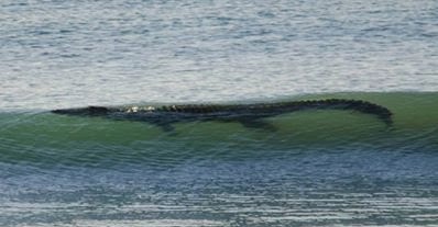 http://www.nydailynews.com/news/world/surfing-crocodile-closes-australian-beach-article-1.1700861