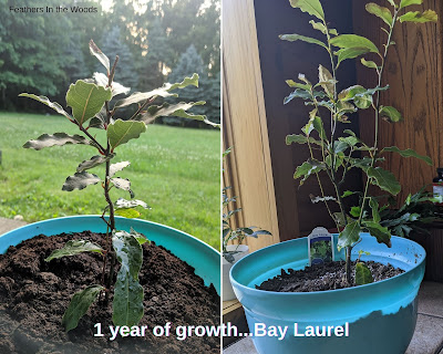 Bay leaf tree 1 year of growth in pictures