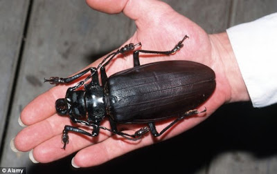 Titanus giganteus:Το μεγαλύτερο σκαθάρι στο κόσμο