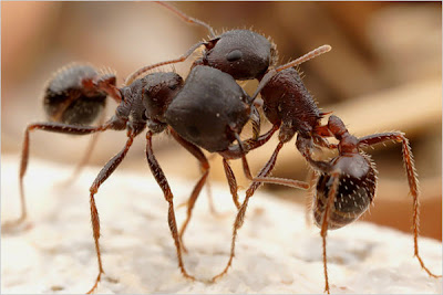 semut paling unik