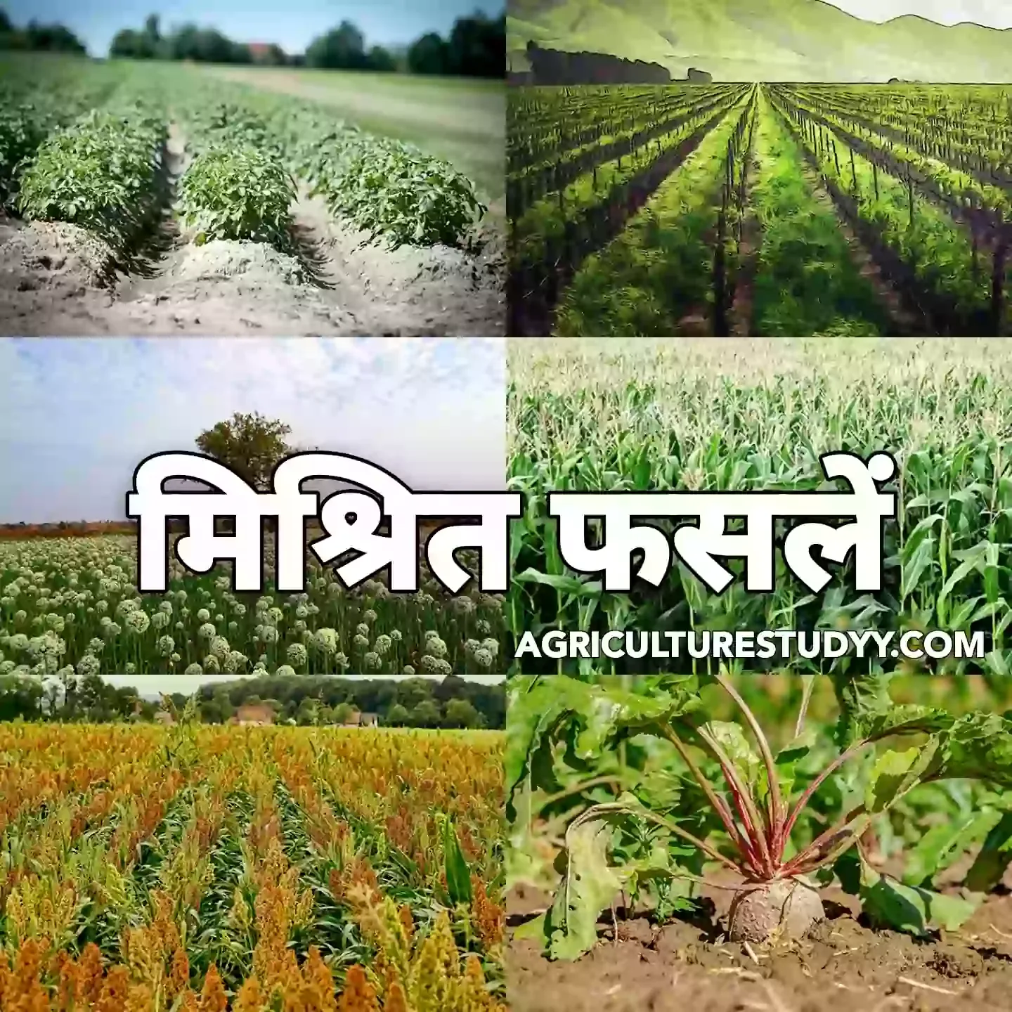 मिश्रित फसल किसे कहते है इसके लाभ, हानियां एवं सिद्धान्त लिखिए ( What is a mixed crop, write its benefits, losses and principles )