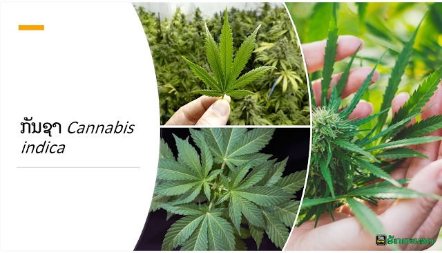 ກັນຊາ (ຊື່ວິທະຍາສາດ: Cannabis indica (Cannabis sativa forma indica) ເປັນ​ຊື່​ຂອງ​ພືດ​ລົ້ມ​ລຸກ​ຊະນິດ​ໜຶ່ງ ໃນ​ວົງ Cannabidaceae ໃບ​ມົນ​ແສກ​ເລິກ​ເຂົ້າໄປ​ທາງ​ກ້ານ​ຫຼາຍ​ແສກ ດອກ​ສີ​ຂຽວ ຊໍ່​ດອກ​ເພດ​ຜູ້​ແລະ​ຊໍ່​ດອກ​ເພດ​ແມ່​ຢູ່​ຕ່າງ​ຕົ້ນ​ກັນ ໃບ​ແລະ​ຊໍ່​ດອກ​ເພດແມ່​ ທີ່​ແຫ້ງ​ໃຊ້​ສູບ​ມີສະພະຄຸນ​ເຮັດໃຫ້​ມຶນ​ເມົາ ເປືອກ​ລຳ​ຕົ້ນ​ໃຊ້​ເຮັດ​ເຊືອກ​ປ່ານ​ແລະ​ຕຳ​ແຜ່ນ  ລັກສະນະ ຕົ້ນ​ກັນ​ຊາ​ມີ​ລັກສະນະ​ທົ່ວ​ໄປຄື: ລຳ​ຕົ້ນ​ສູງ​ປະ​ມານ 2-5 ແມັດ ໃບ​ລ້ຽງ​ຄູ່​ເມື່ອ​ໃຫຍ່​ເຕັມໄ​ວ ​ລຳ​ຕົ້ນ​ສູງ​ປະ​ມານ 2-4 ຟຸດ ລັກສະນະ​ໃບ​ຈະ​ແຍກ​ອອກ​ເປັນ​ແສກ​ປະ​ມານ 5-8 ແສກ ມີ​ລັກສະນະ​ຄ້າຍ​ໃບ​ມັນ​ຕົ້ນ ​ທີ່​ຂອບ​ໃບ​ທຸກ​ໃບ​ຈະ​ມີ​ຮອຍ​ຫຍັກ​ຢູ່​ເປັນ​ລະ​ຍະໆ ອອກ​ດອກ​ເປັນ​ຊໍ່​ນ້ອຍໆ ຕາມ​ງ່າມ​ຂອງ​ກິ່ງ​ແລະ​ກ້ານ ສ່ວນ​ທີ່​ຄົນ​ນຳ​ມາ​ເສບ​ໄດ້​ແກ່​ສ່ວນ​ຂອງ​ຍອດ​ຊໍ່​ດອກ​ກັນ​ຊາ ໂດຍ​ນຳ​ມາ​ຕາກ​ ຫລື​ ອົບ​ແຫ້ງ ແລ້ວ​ບົດ ​ຫລື​ຫັ່ນ​ ໃຫ້ເປັນ​ຜົງ​ຫຍາບໆ ຈາກ​ນັ້ນ​ຈຶ່ງ​ນຳ​ມາ​ຍັດ​ໄສ້​ຢາ​ສູບ (ແຕກ​ຕ່າງ​ຈາກຢາສູບ​ທົ່ວ​ໄປ​ທີ່​ໄສ້​ຈະ​ມີ​ສີ​ຂຽວ ຕ່າງ​ຈາກ​ໄສ້​ຢາ​ສູບ​ທີ່​ມີ​ສີ​ນ້ຳ​ຕານ ແລະ​ຂະນະ​ຈຸດ​ສູບ​ຈະ​ມີກ​ິ່ນ​ເໝືອນ​ຫຍ້າ​ແຫ້ງ​ໄໝ້​ໄຟ) ຫລື​ອາດ​ສູບ​ດ້ວຍ​ກ່ອງ ​ຫລື​ບ້ອງ​ກັນຊາ,​ໃຊ້​ຫຍ້ຳ​ຫລື ​ປະສົມ​ລົງ​ໃນ​ອາຫານ​ຮັບປະທານ ປະຈຸບັນ​ຮູບ​ແບບ​ຂອງ​ກັນຊາ​ທີ່​ພົບ ນອກ​ຈາກ​ຈະ​ພົບ​ໃນ​ລັກສະນະ​ຂອງ​ກັນຊາ​ສົດ ກັນ​ຊາ​ແຫ້ງ​ອັດ​ເປັນ​ແທ່ງ​ເປັນ​ກ້ອນ​ແລ້ວ ຍັງ​ອາດ​ພົບ​ໃນ​ຮູບ​ຂອງ "ນ້ຳ​ມັນ​ກັນ​ຊາ" (Hashish Oil) ຊຶ່ງ​ມີ​ລັກສະນະ​ເປັນ​ຂອງ​ແຫລວ​ສີ​ນ້ຳ​ຕານ​ເຂ້ັມ​ຫລື​ສີ​ດຳ ຊີ່ງ​ໄດ້​ຈາກ​ການ​ນຳ​ກັນ​ຊາ​ມາ​ຜ່ານ​ກະ​ບວນ​ກາ​ນ​ຫຼາຍໆ ເທື່ອ ຈຶ່ງ​ໄດ້​ເປັນ​ນ້ຳ​ມັນ​ກັນ​ຊາ​ທີ່​ມີ​ປະລິມານ​ສານ​ອອກ​ລິດ​ຕໍ່​ຈິດ​ປະສາດ​ສູງ​ເຖິງ 20-60% ຫລື​ ອາດ​ພົບ​ໃນ​ລັກສະນະ​ຂອງ "ຢາງ​ກັນ​ຊາ" (Hashish) ເປັນ​ຢາງ​ແຫ້ງ​ທີ່​ໄດ້ຈາກ​ຊໍ່​ດອກ​ກັນ​ຊາ ຊຶ່ງ​ໂດຍ​ທົ່ວ​ໄປ​ຈະ​ມີ​ລິດ​ແຮງ​ກວ່າ​ກັນ​ຊາ​ສົດ ແລະ ​ມີ​ປະລິມານ​ສານ​ອອກ​ລິດ​ຕໍ່​ຈິດ​ປະສາດ ປະ​ມານ 4-8 ເທົ່າ[1]