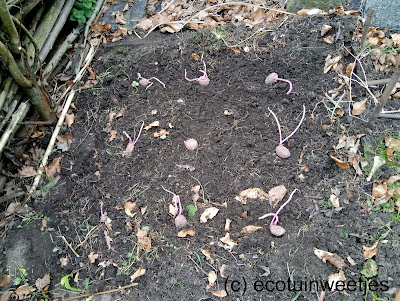 Aardappelen telen: 1. knollen op de grond leggen