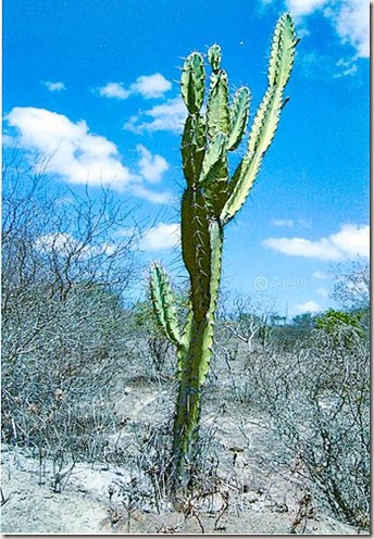 card2002