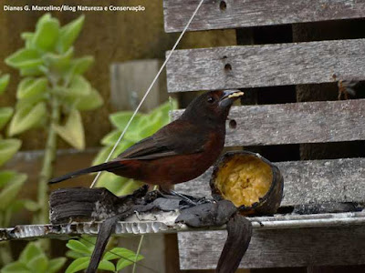 Comedouro para pássaros, comedouro para insetos, como atrair pássaros para o quintal, comedouro, pássaros, comedouro para aves, aves, aves do Brasil, birdwatching, birds, birding, animals, animais, insetos, natureza, polinização, formigas, borboleta, marimbondos, vespas