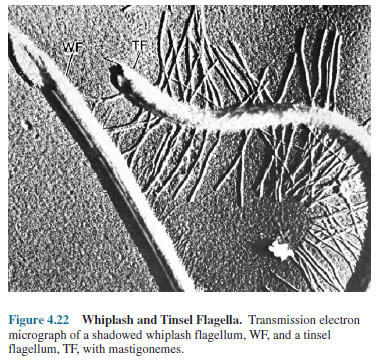 Whiplash and Tinsel Flagella