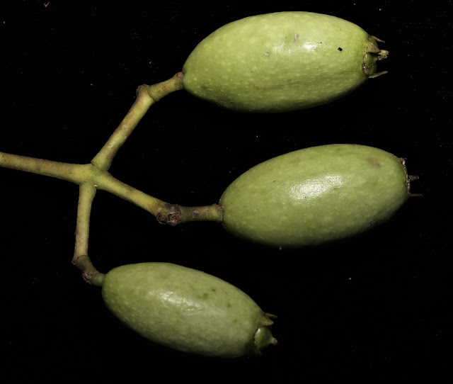 Mastixia pentandra subsp. cambodiana