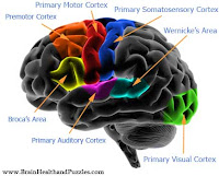 Brain Diagram And Functions3