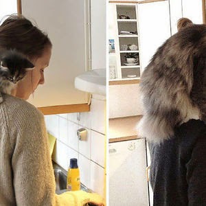 2015 02 XX Before And After Photos Of Cats Growing Up 1 300.jpg 2015 02 XX Before And After Photos Of Cats Growing Up 1 300.jpg