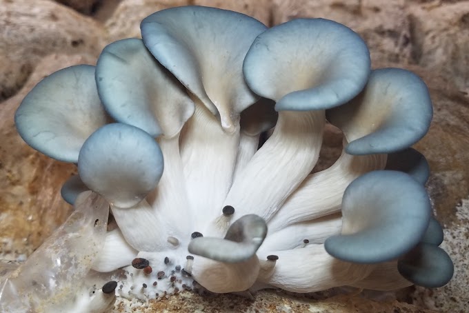 Blue Oyster Mushrooms-Pleurotus Columbinus