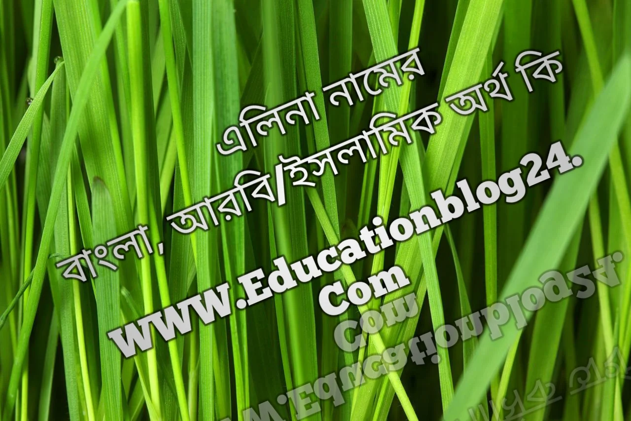 Elina name meaning in Bengali, এলিনা নামের অর্থ কি, এলিনা নামের বাংলা অর্থ কি, এলিনা নামের ইসলামিক অর্থ কি, এলিনা কি ইসলামিক /আরবি নাম