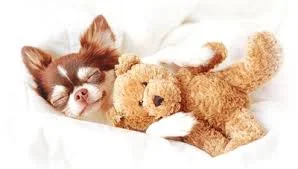 el perro duerme en la cama