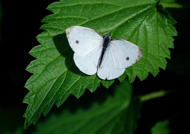 Pieris brassicae