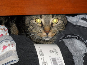taby cat in drawer