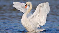 Swan pictures_Cygnus Coscoroba