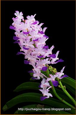 兰花-花:K09020512034326