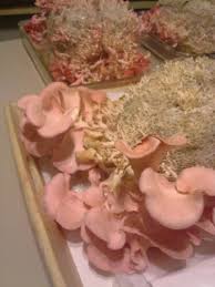 Mushroom Spawn Supplier In Kozhikode | Mushroom Spawn Manufacturer And Supplier In Kozhikode | Where To Find Mushroom Spawn In Kozhikode