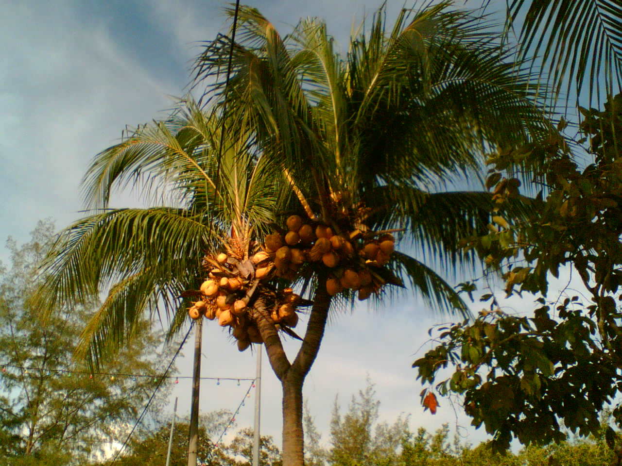 Bila gambar bersuara Pohon pisang dan kelapa luar biasa 