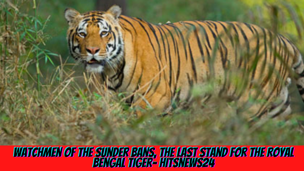 Watchmen of The Sunder Bans, The Last Stand for The Royal Bengal Tiger- Hitsnews24