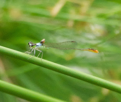 Agriocnemis femina (Variable Wisp)