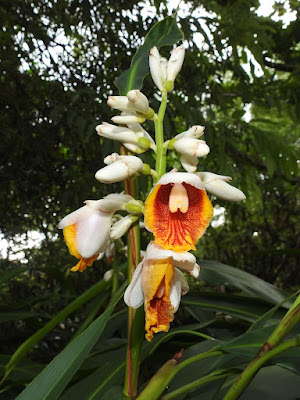 Inflorescence of False Cardomom Ginger