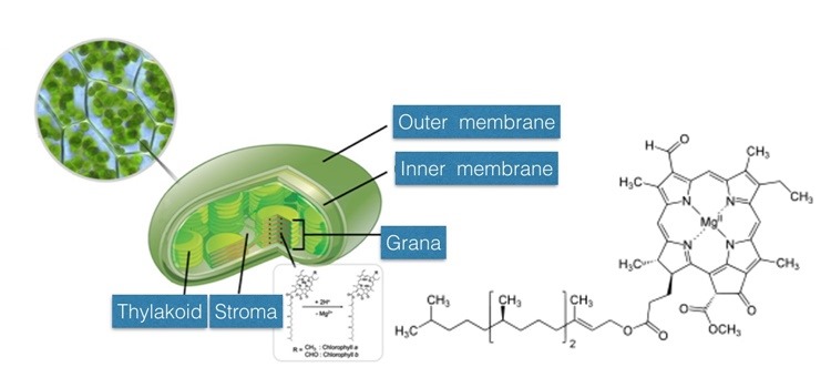 surya_chlorophyll