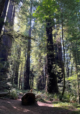 Humboldt Redwoods State Park