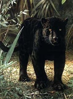 Black Panther