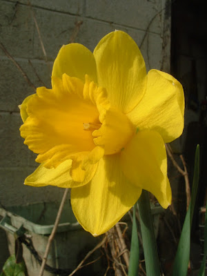 Close up of a daffodil