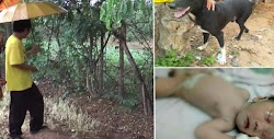 Ένας σκύλος έσωσε ένα νεογέννητο αγοράκι που η ανήλικη μητέρα του φέρεται να το έθαψε ζωντανό σε ένα χωράφι, στη βόρεια Ταϊλάνδη. Η 15χρονη ...