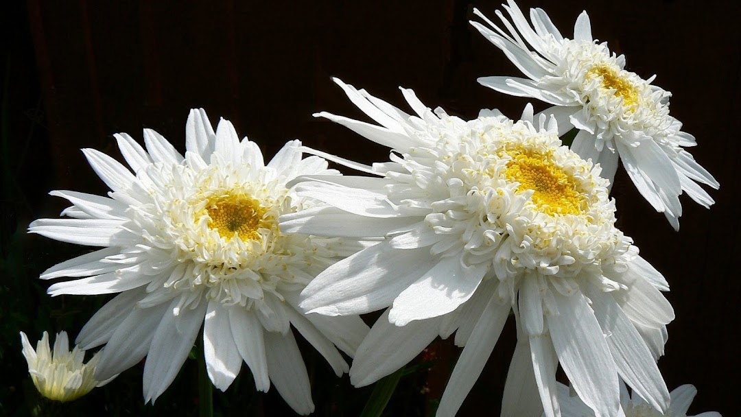 White Daisy Flowers HD Wallpaper