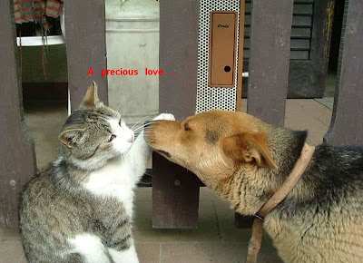 Funny animal picture:Love of cat-dog 搞笑动物图片：猫狗恋