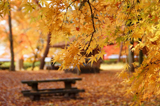 Beautiful Autumn HD Wallpaper Photos