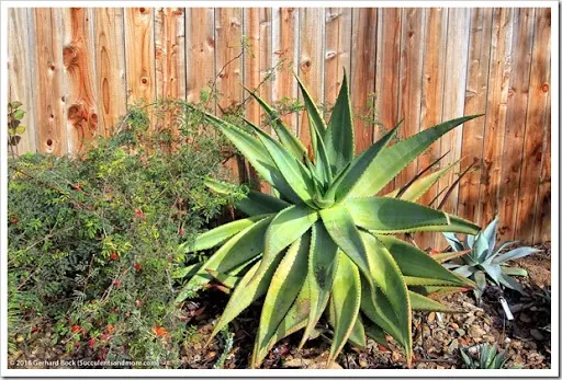 s that fourth dimension of yr when the days are curt as well as the oestrus of summertime nil but a hazy memo Aloes inwards our forepart yard getting cook to bloom
