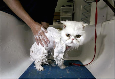 wet cat