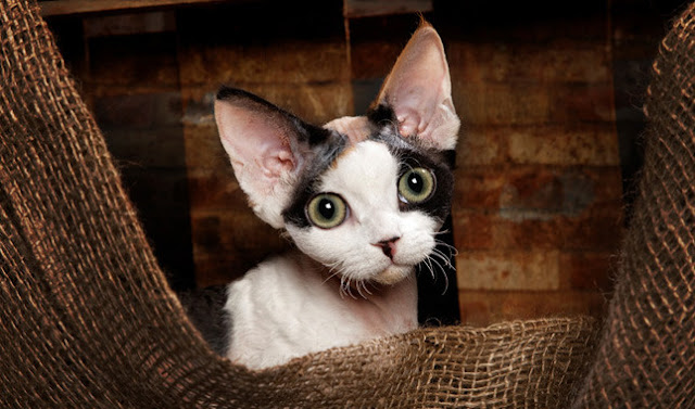 Best  Devon Rex Kitten photo