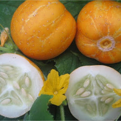 Tukang Cucumber Lemon 5 Biji Benih Bibit Tanaman Sayur Sayuran
Pekalongan - utilidadepublicainf