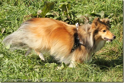 IMG_0004 (2)