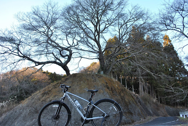 お越し場の桜