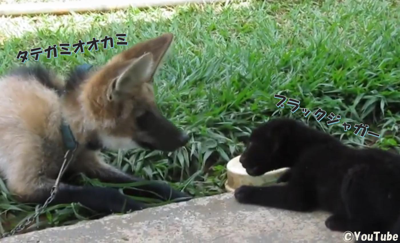 南米ライバル共演 タテガミオオカミの子供 ブラックジャガーの赤ちゃん プレデターtv 肉食獣動画