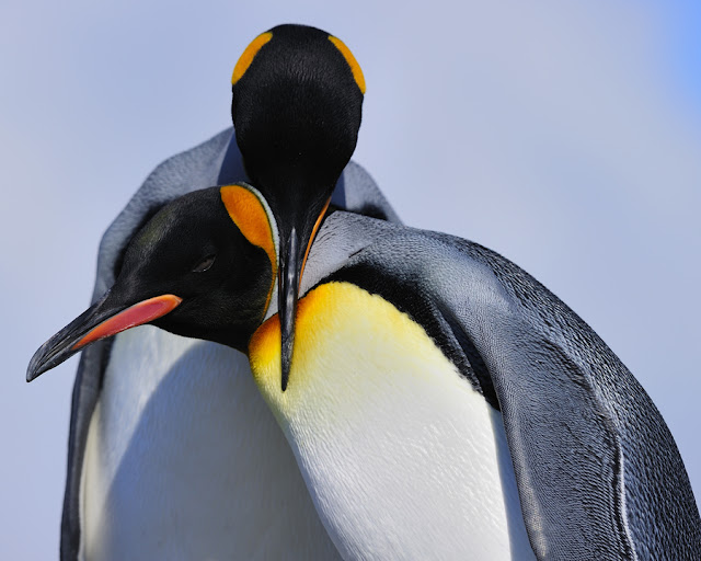 photos of penguins