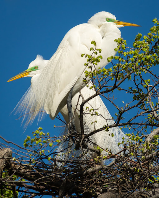 Great Egrets, UT Southwestern Medical Center Rookery