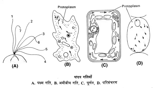 पौधों में चलन गतियाँ (locomotion movements in plants)|hindi