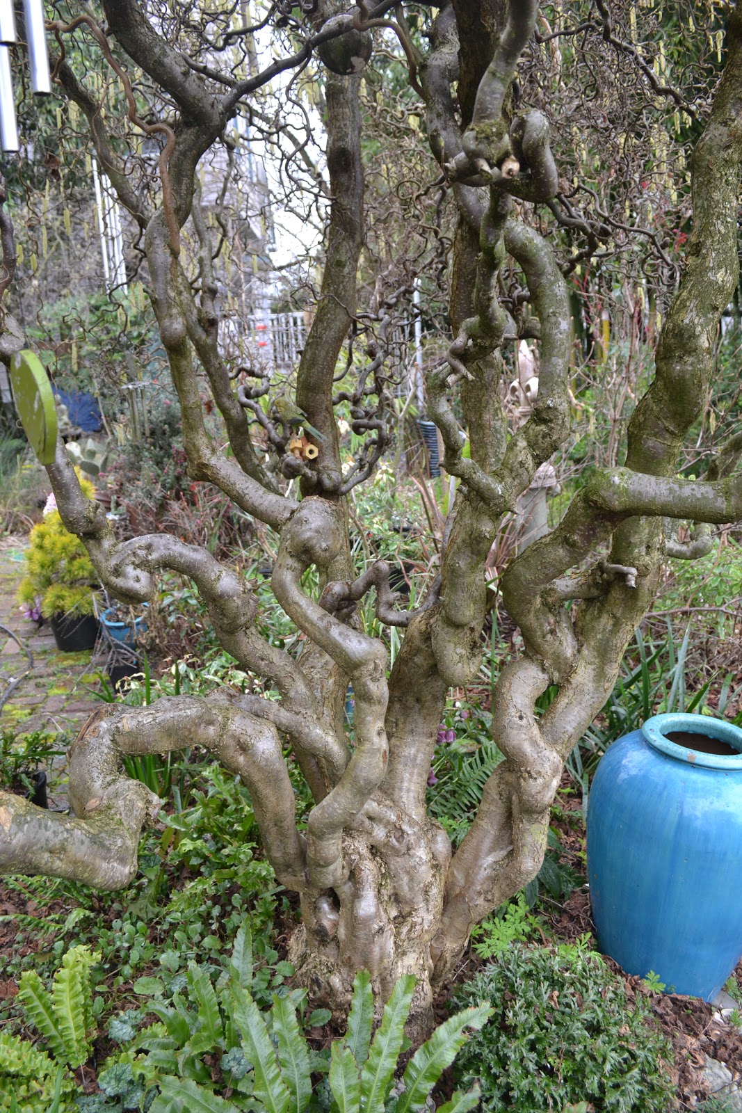 The Outlaw Gardener: Contorted