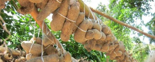 Yam Farming/processing Business Plan and Feasibility Study 