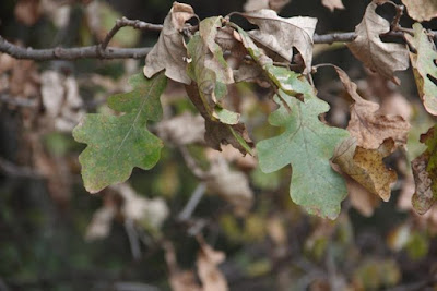 white oak, late October