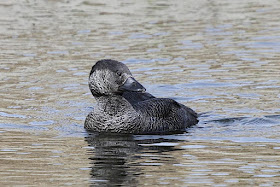 musk duck